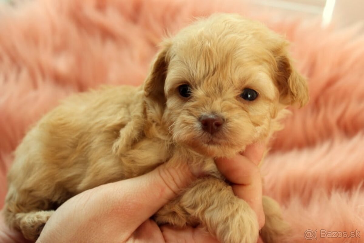 Maltipoo šteniatka - 3