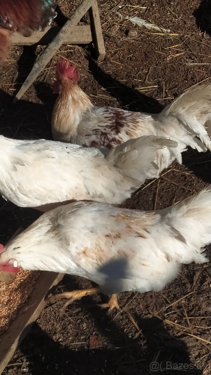 Predám mladých kohútikov - 3