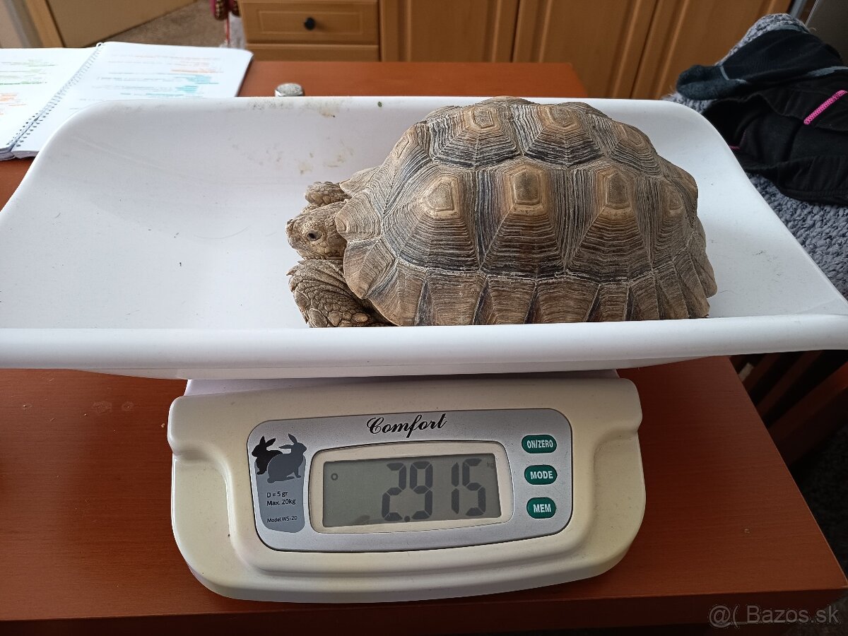 Korytnacka.sulcata samice platí do smazání - 3