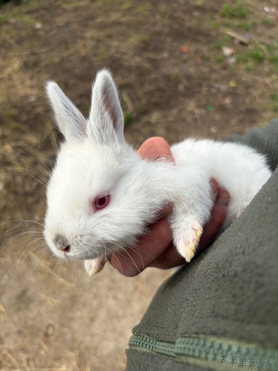 Predám zajace - 3