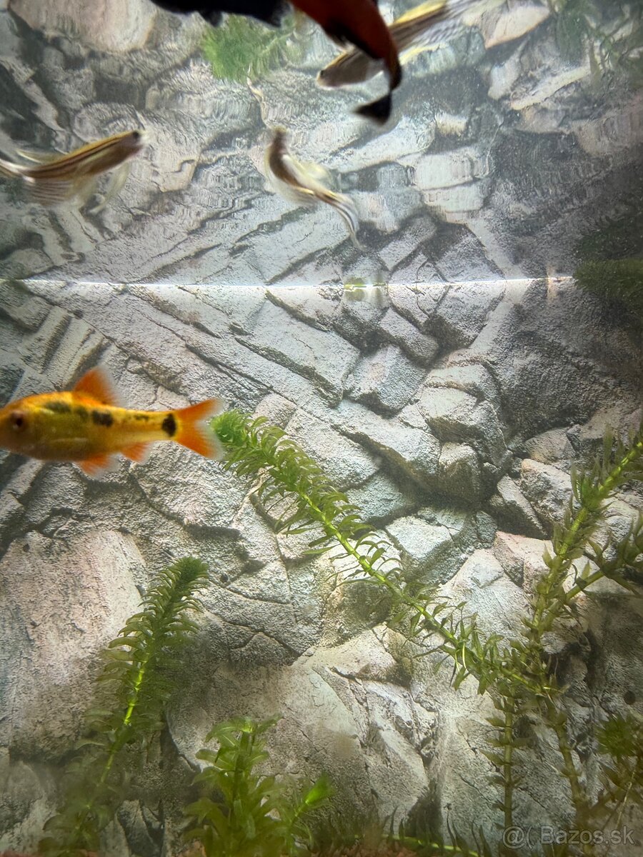 akvarijné rybičky - 3