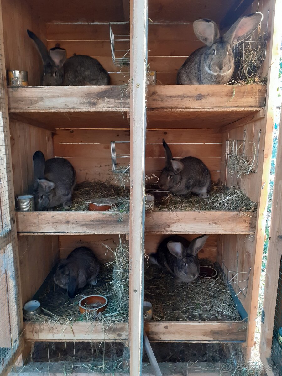 Predám králiky - 3