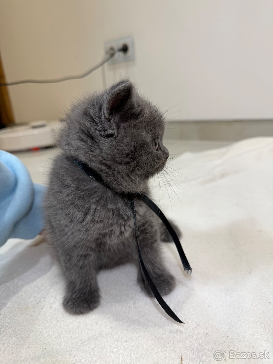 Britske maciatka - 3