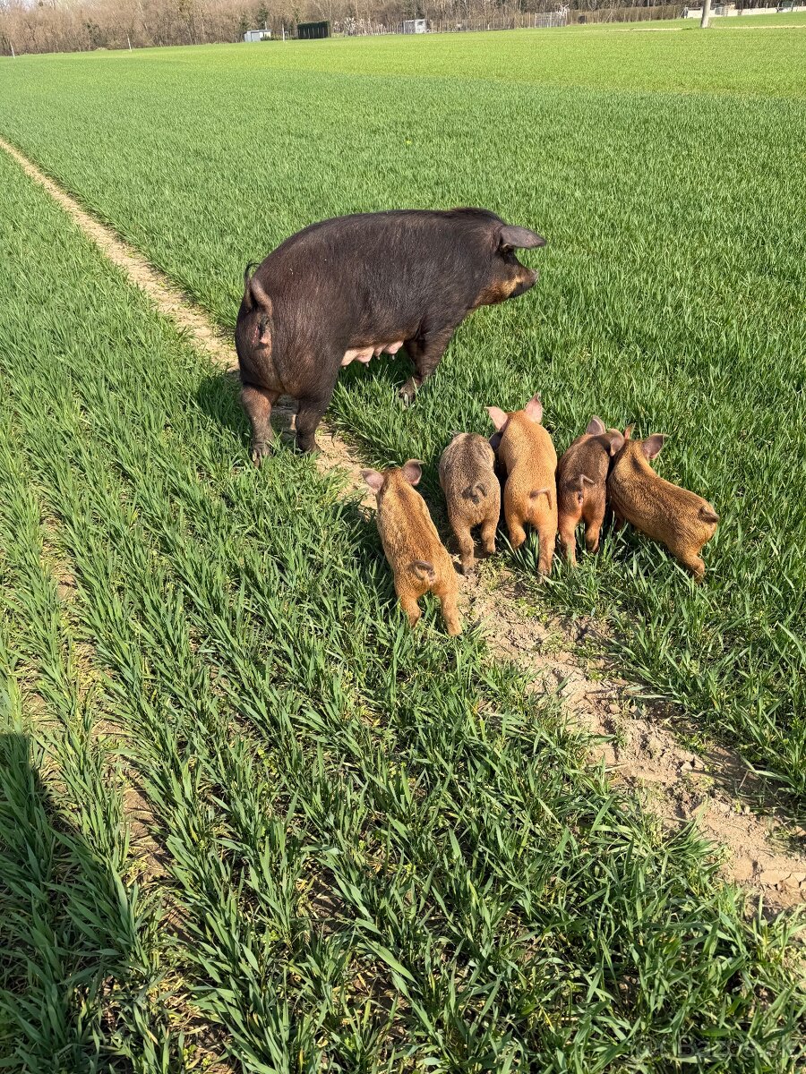 Predám odstavcata duroc - 3