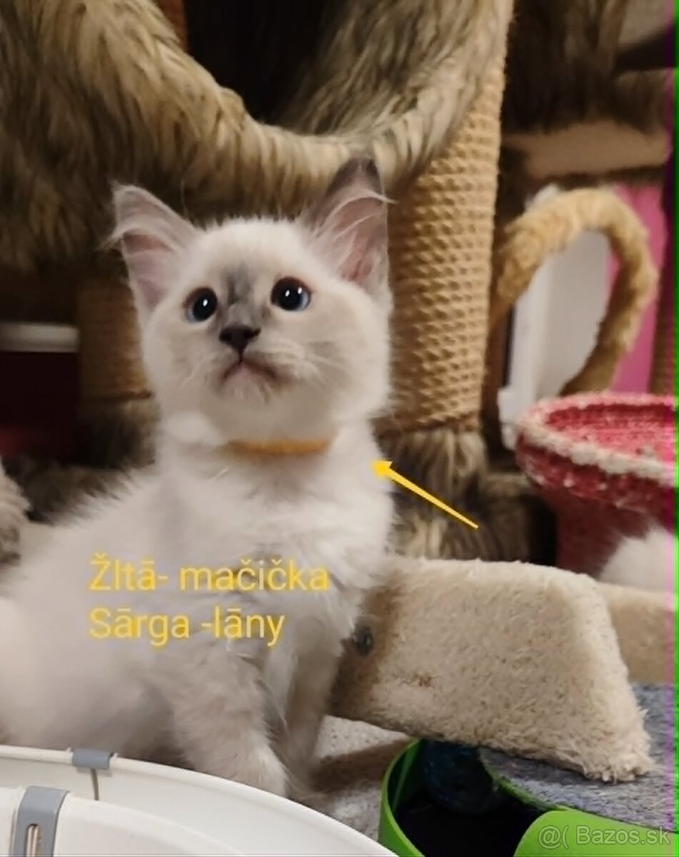 Ragdoll mačiatká bez pp - 3