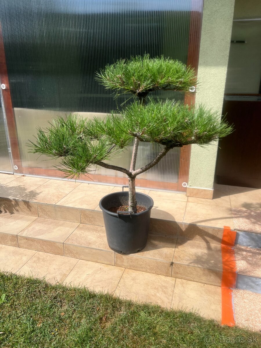 Borovice ako záhradné bonsaje - 3