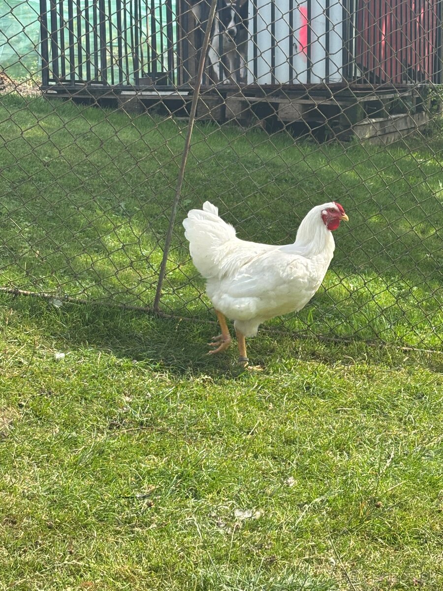 Predám kohúta amrox a oravka biela - 3