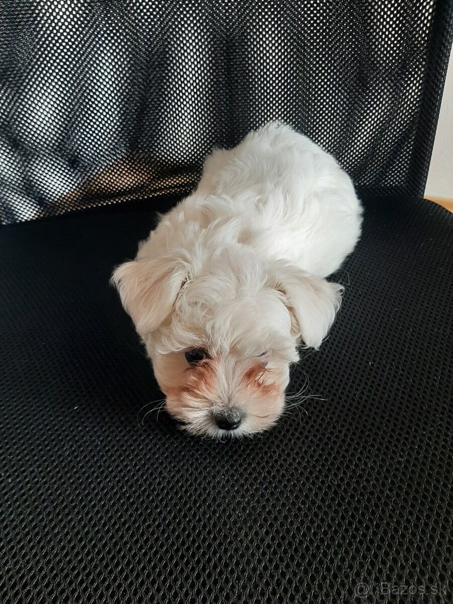 Maltezák - 3