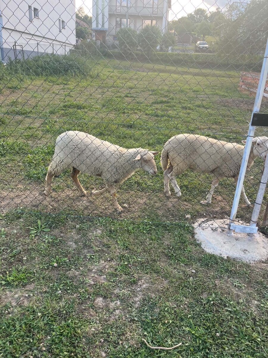 Predám jahničky tohtoročné. - 3