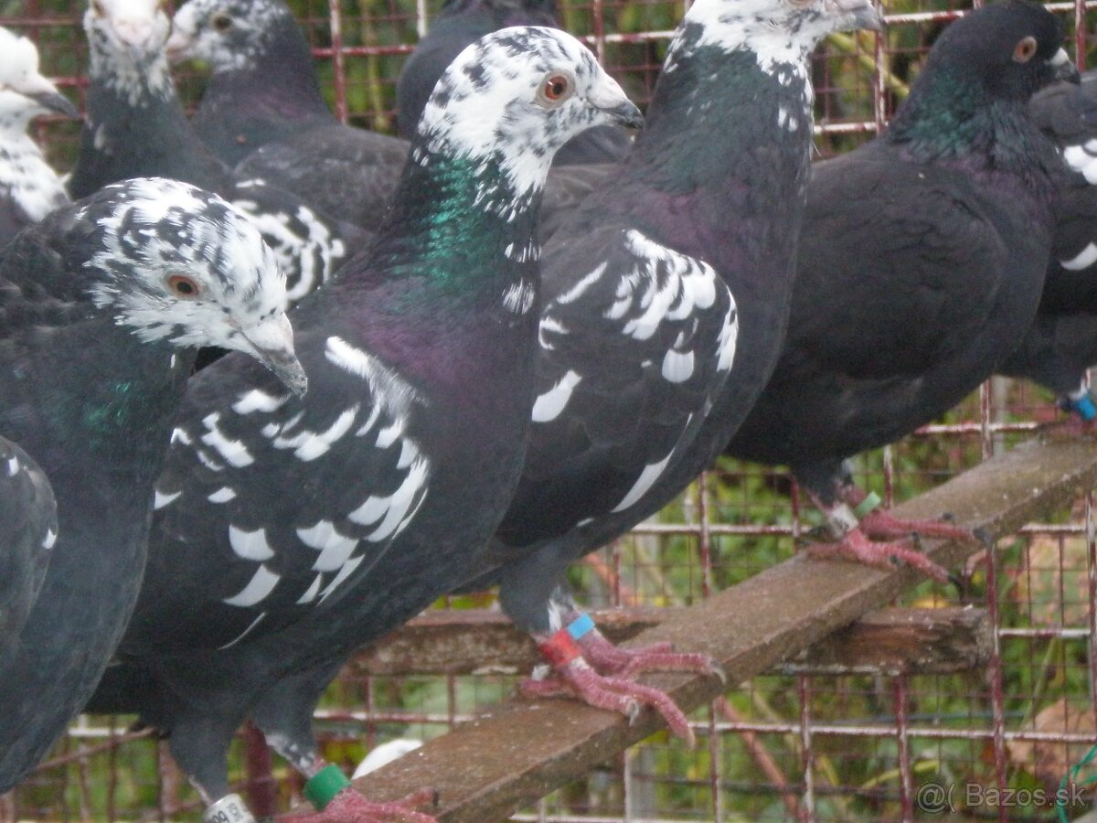Predám poštové holuby - 3