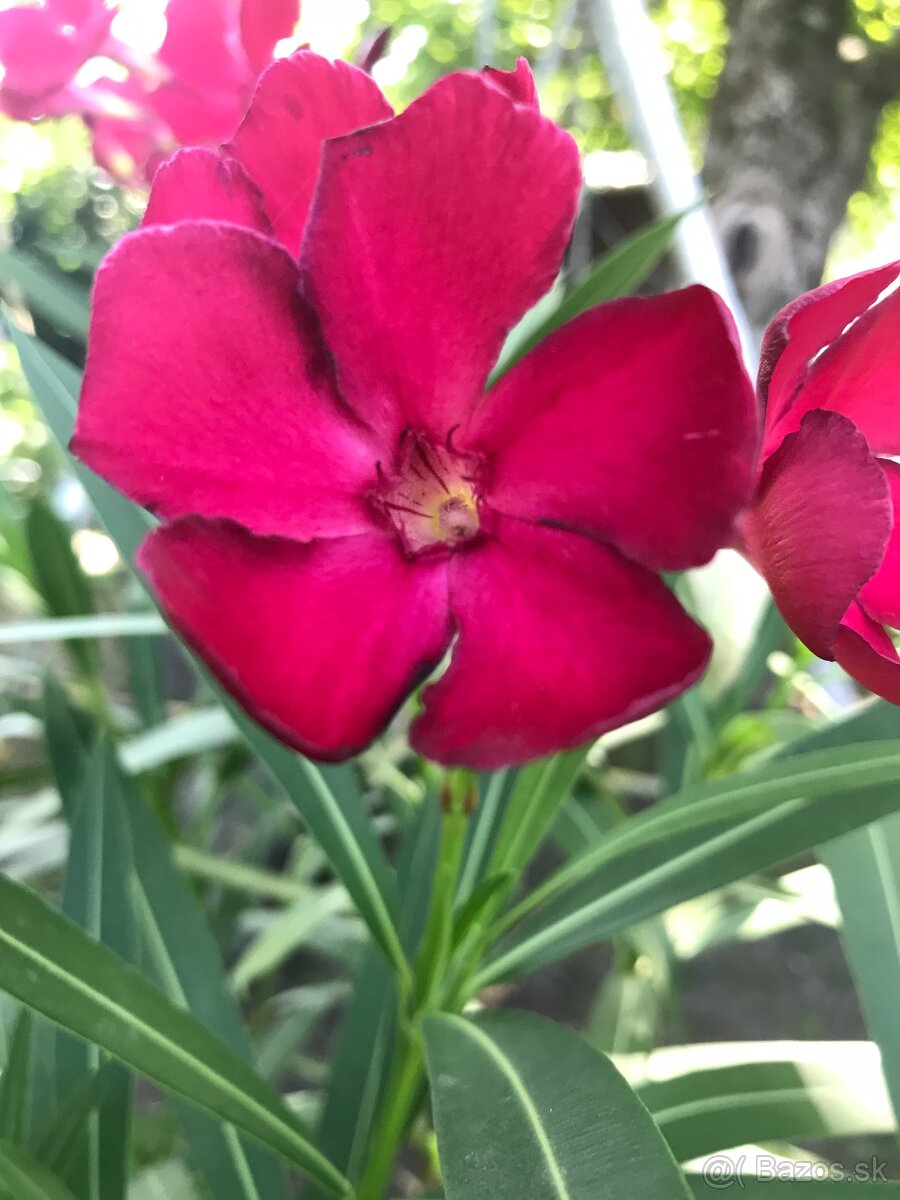 Predám OLEANDRE..OLEANDER - 3