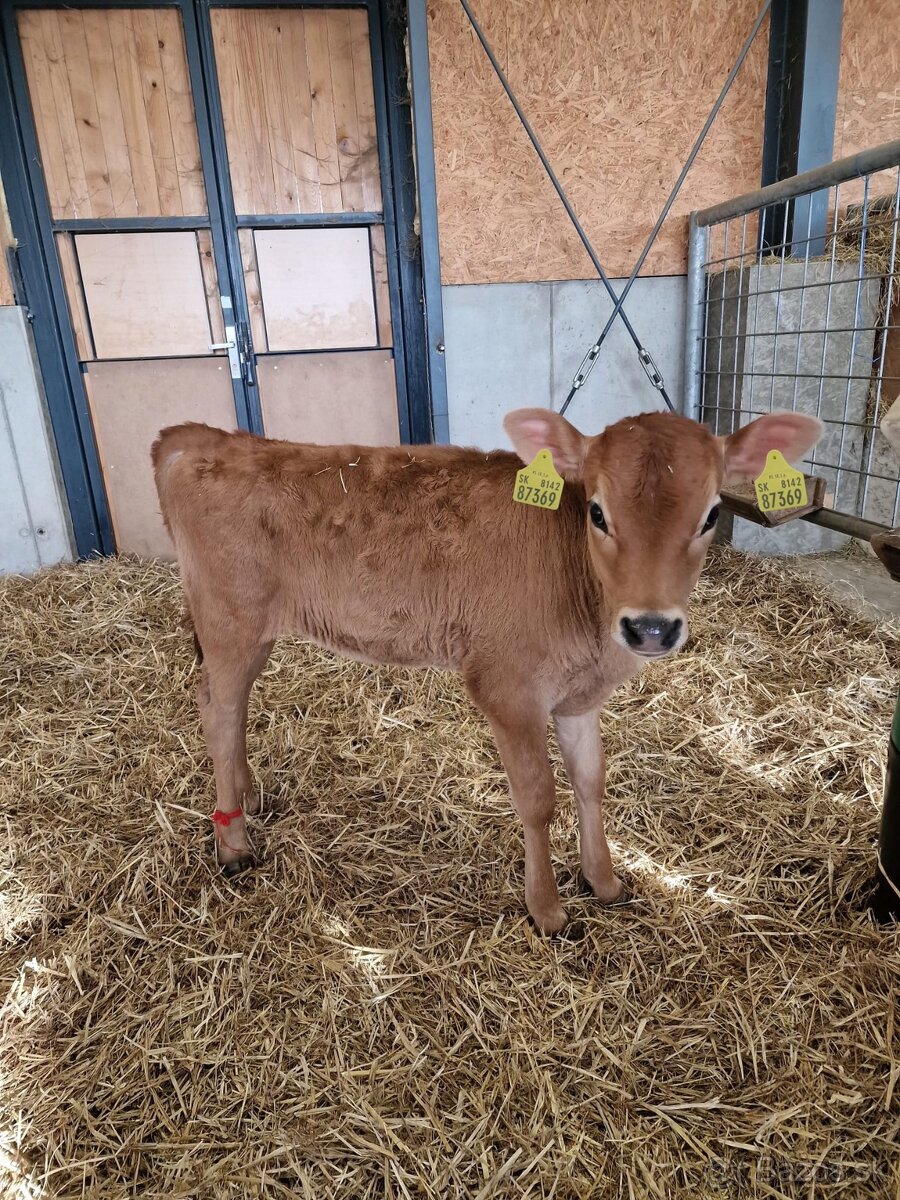 Predáme 4 teľatá - 3