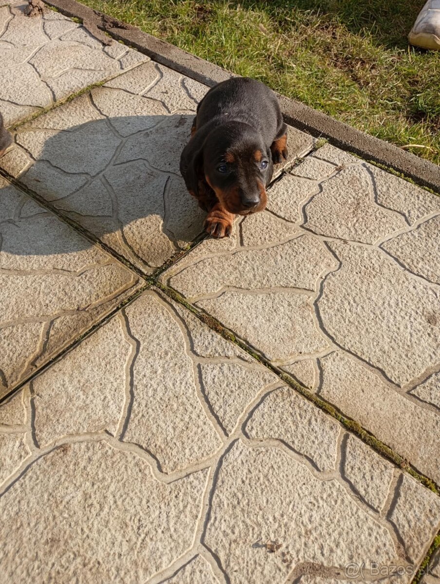 Predám jazvečíkov - 3