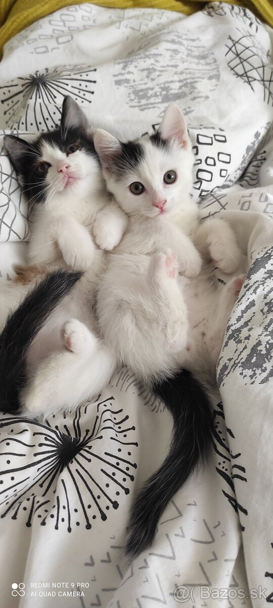 Mačičky - 3