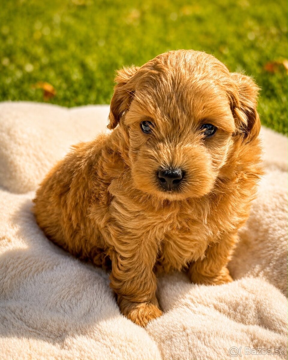 Maltipoo - 3