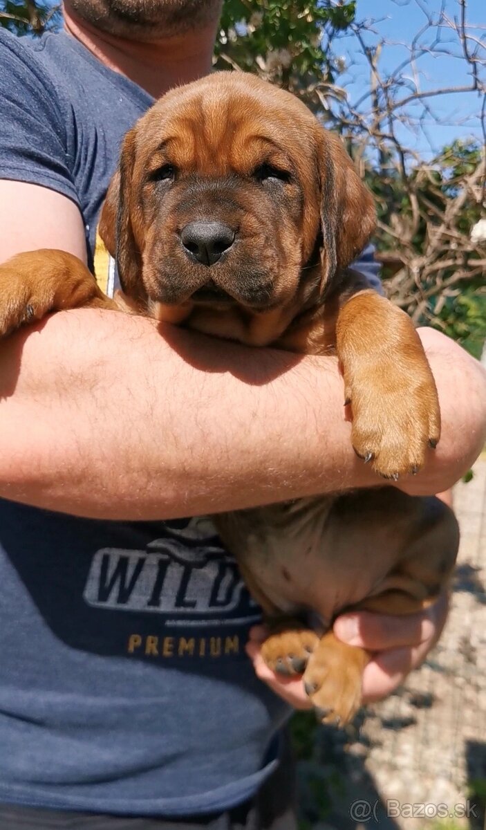 Tosa inu štěnata - přijímáme rezervace - 3