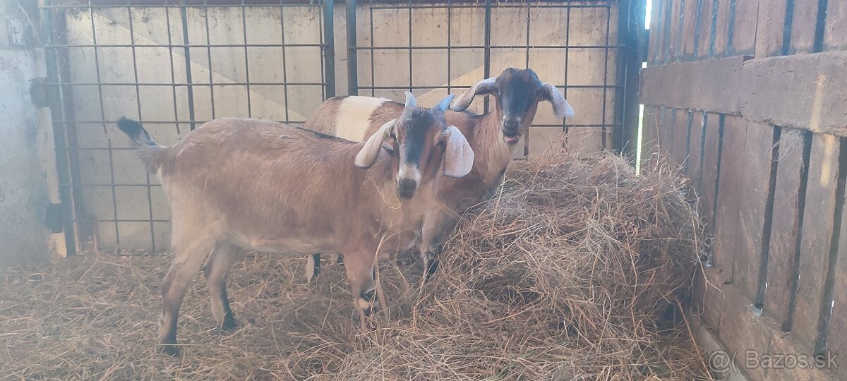 Predám 8 mesačne podielové AN kozičky - 3