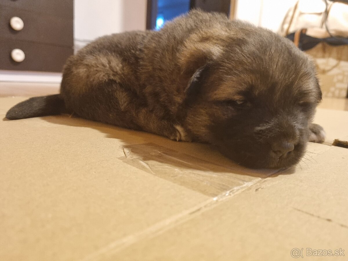 Darujem šteniatka - 3