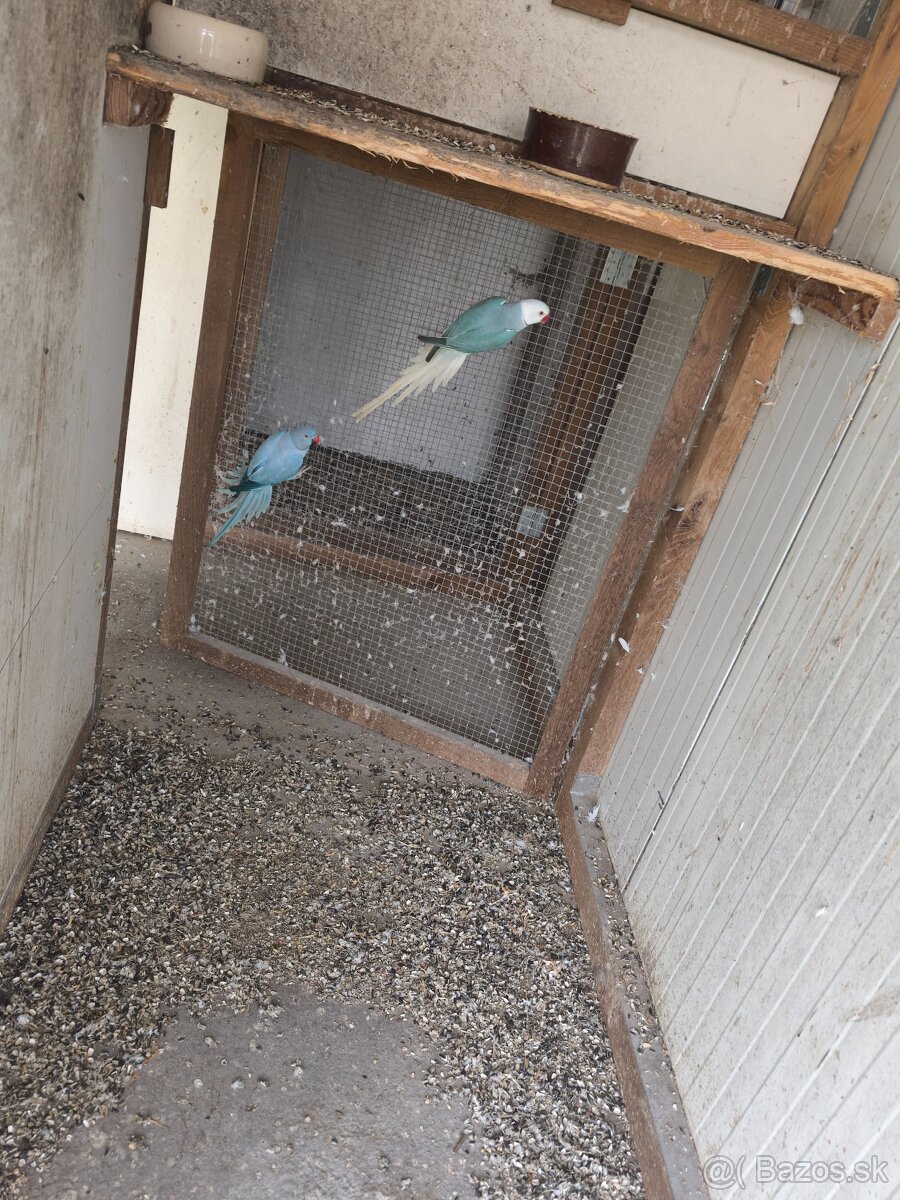 Alexaner maly opalin/h.ch,h.ch violet, modrý - 3