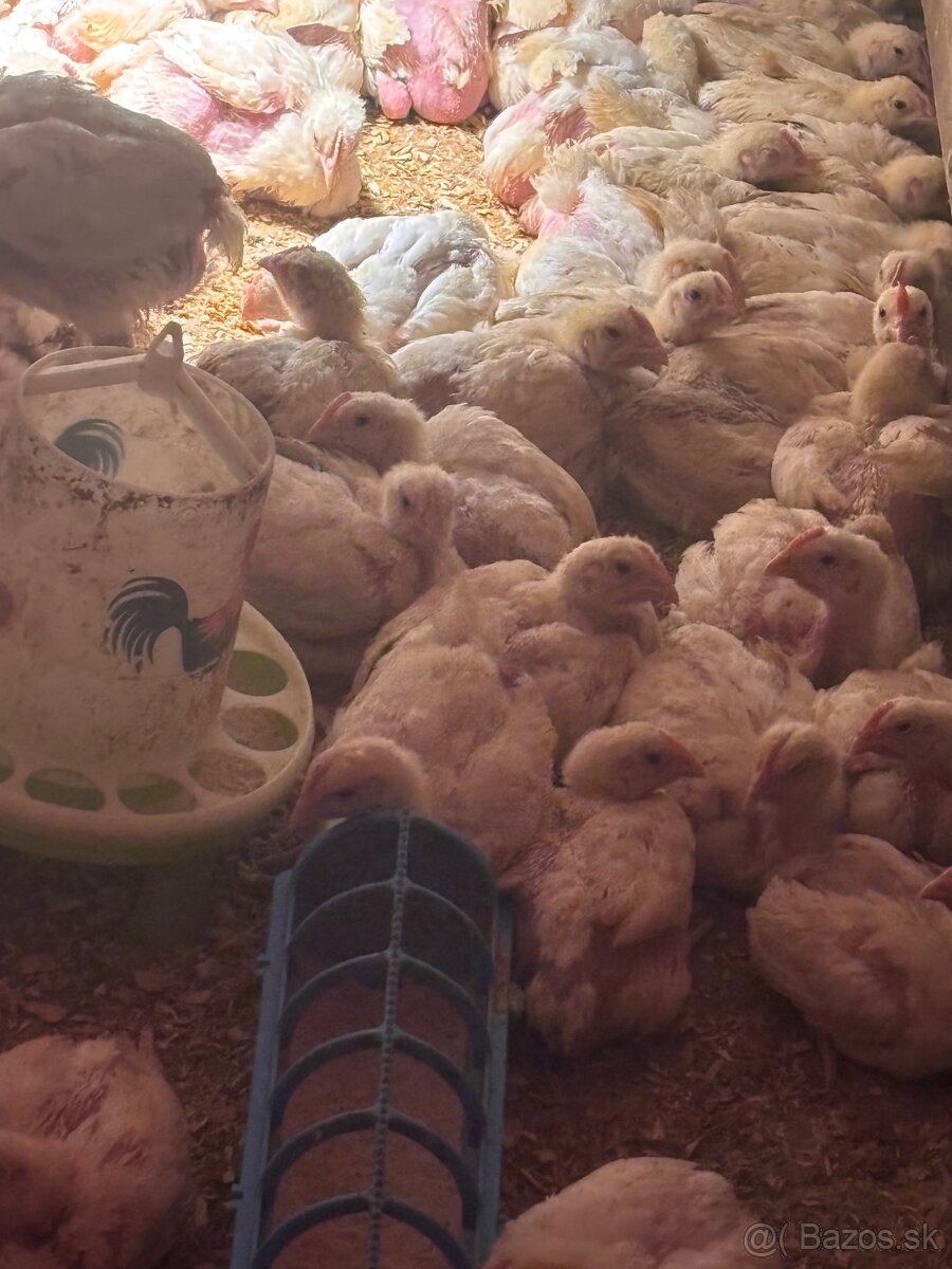 Predám brojlerove kurčatá - 3