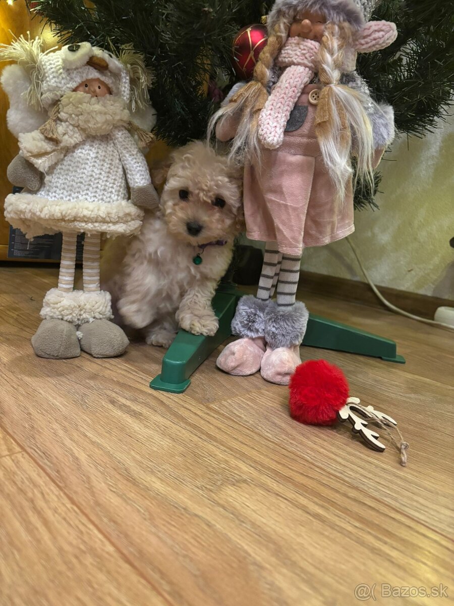 Pudel pudlik toy - 3