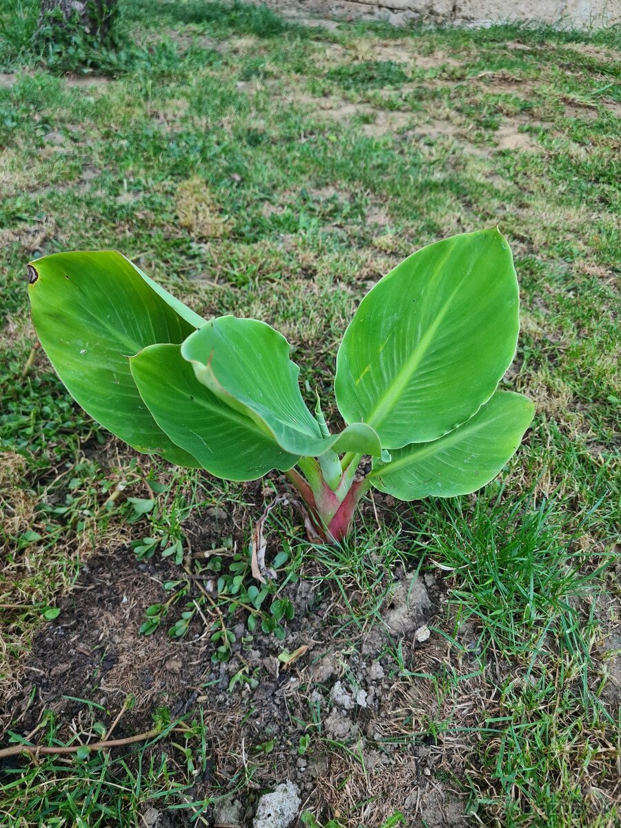 Banánovník lotosový - 3