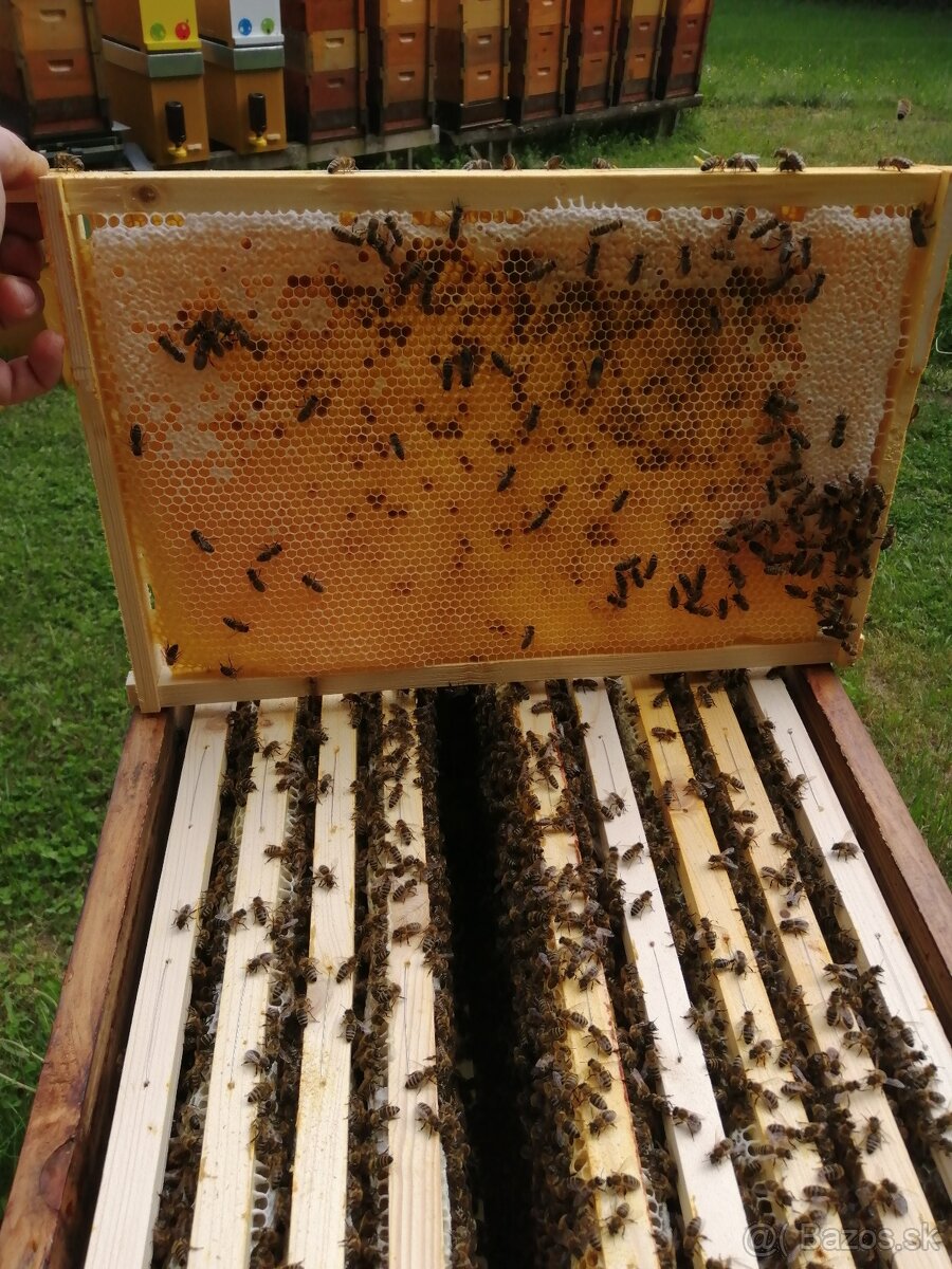 Predám včely "B" - 3