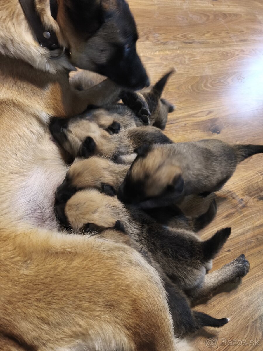 Predám šteniatka - 3