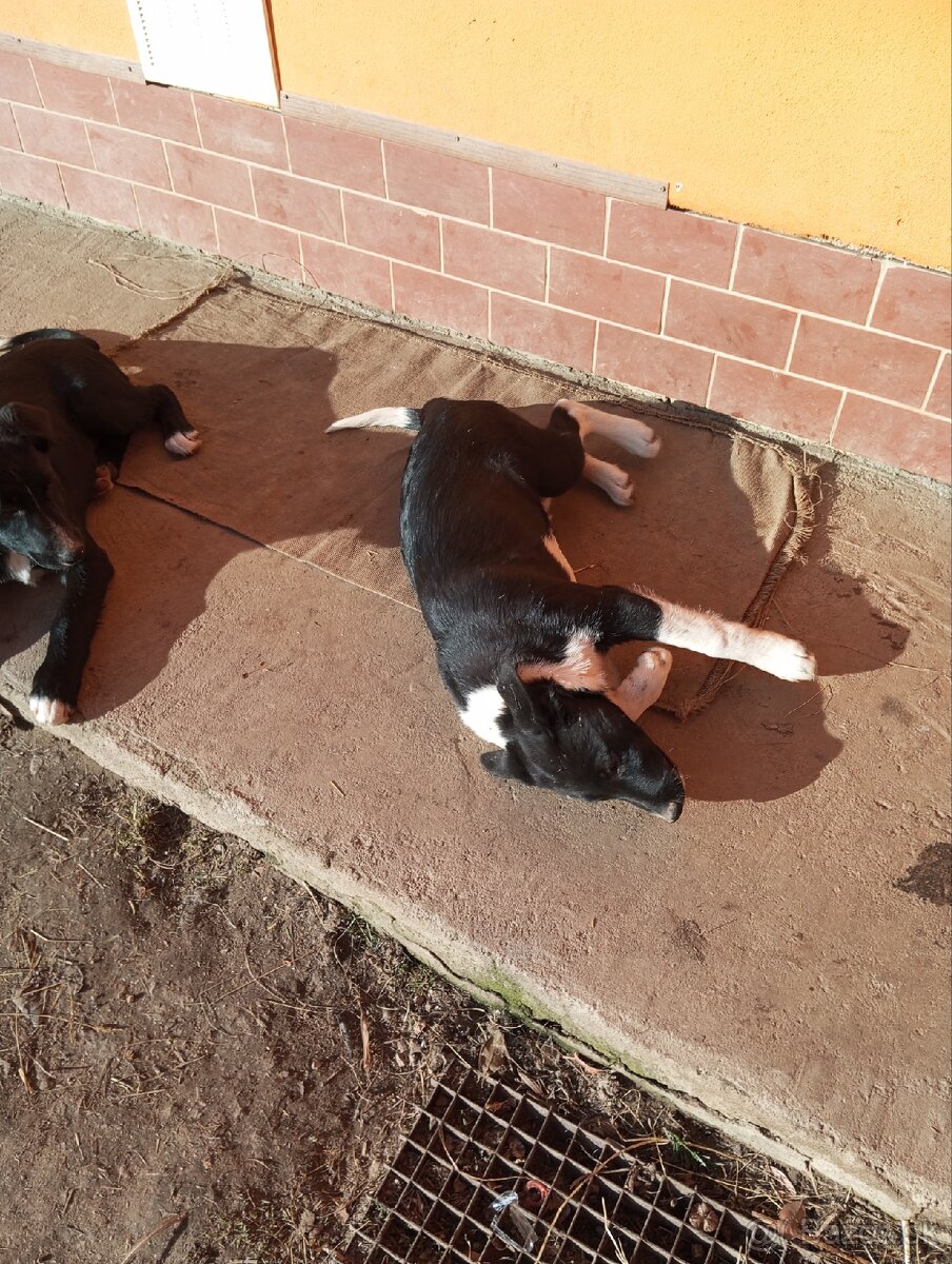 Predám šteňatá - 3