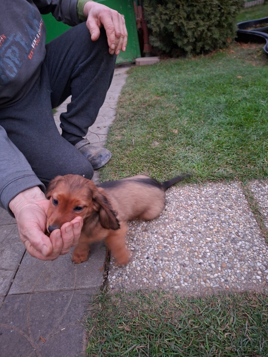 Jazvecik dlhosrsty - 3