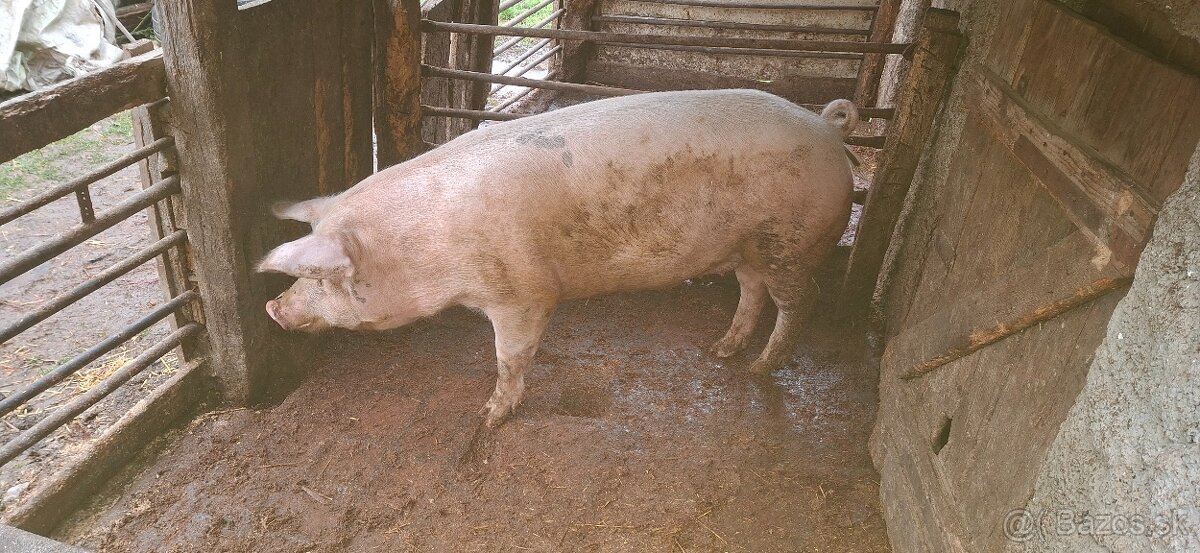 Predám prasatá - 3