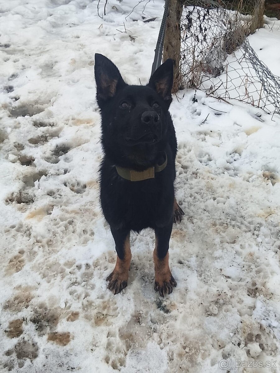 nemecký ovčiak - 3