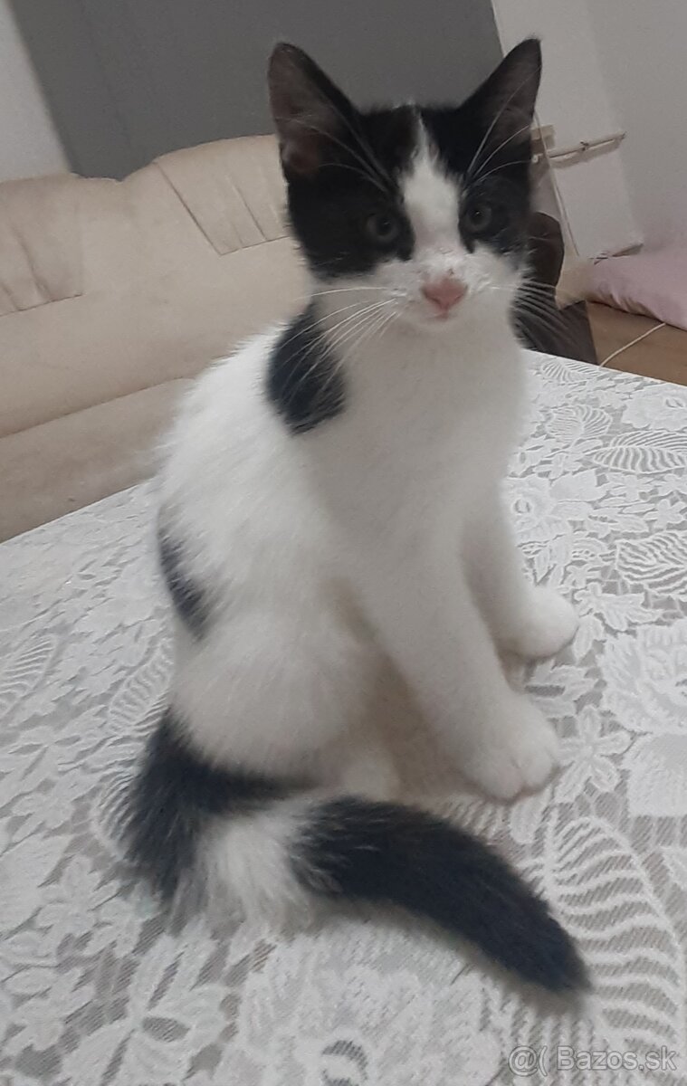 Darujem mačiatka - 3