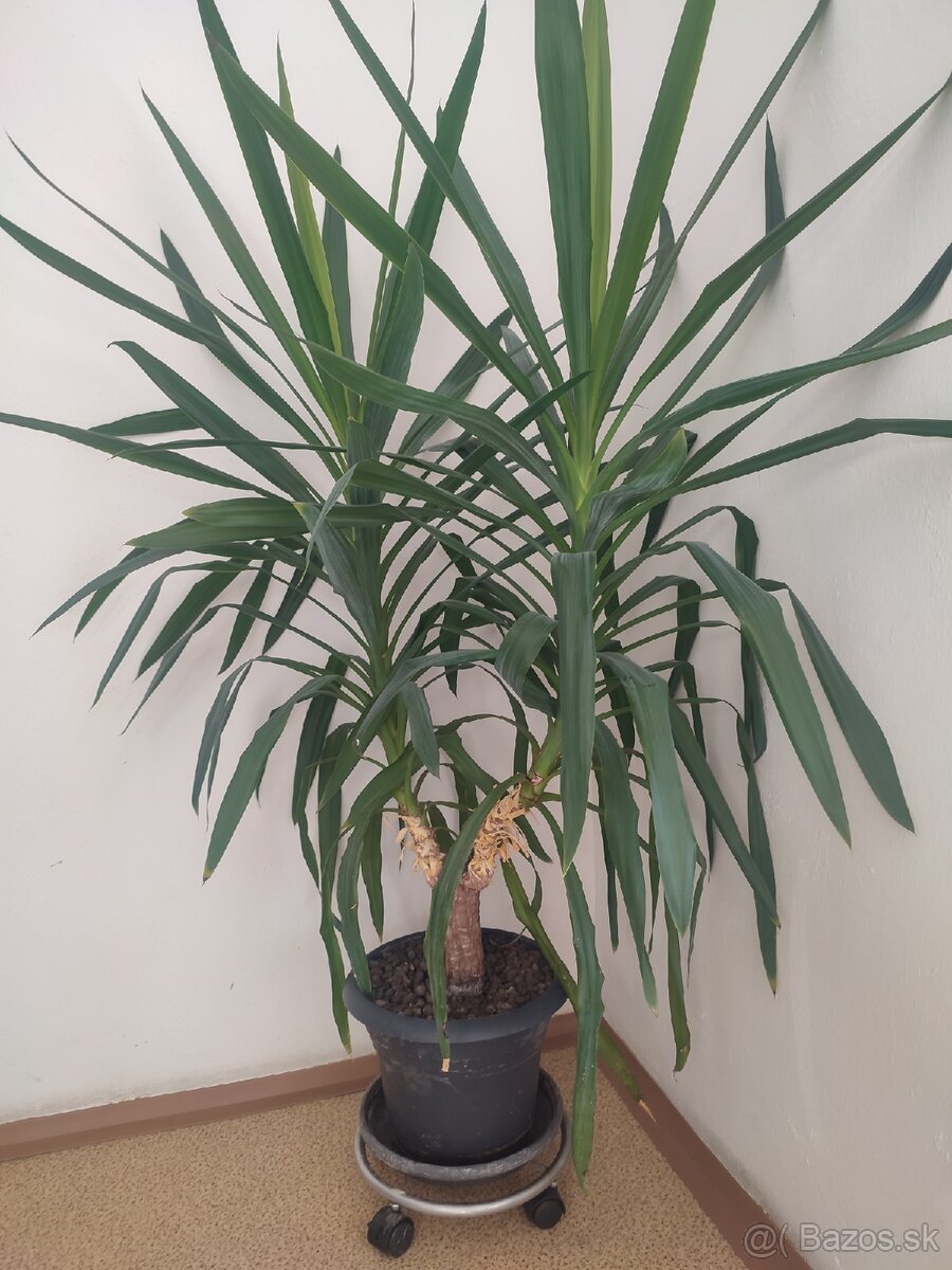 Izbova rastlina Juka - 3