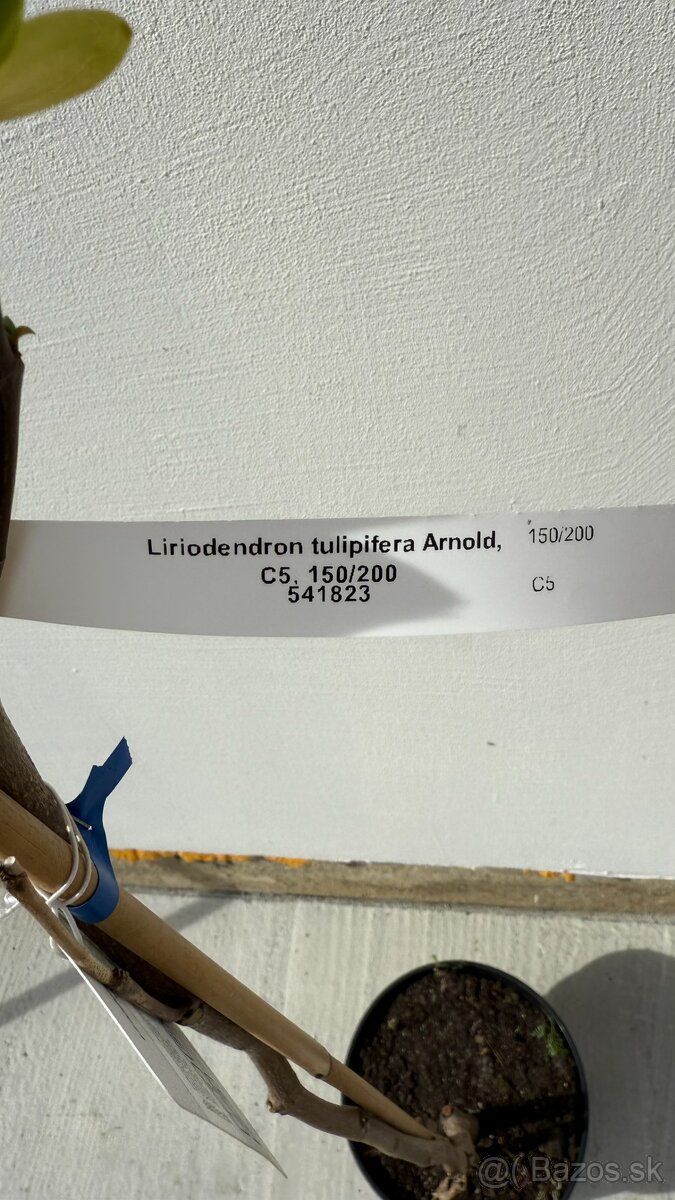 Ľaliovník tulipánokvetý "Arnold" 190 cm - 3