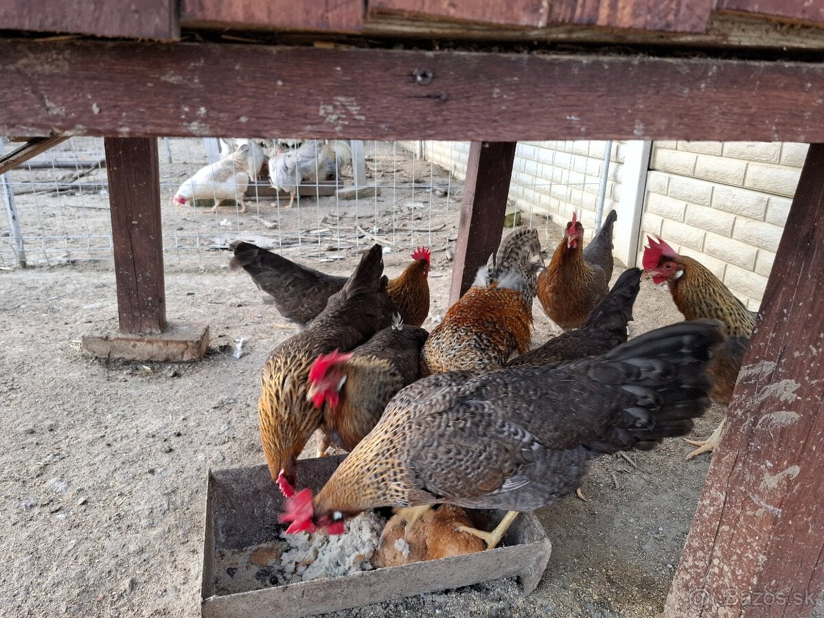 Vlaška rodofarebná - 3