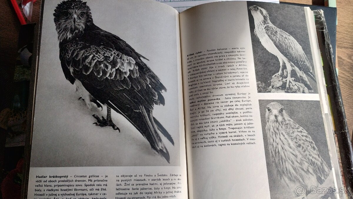 Veľký obrazový atlas zvierat - 3