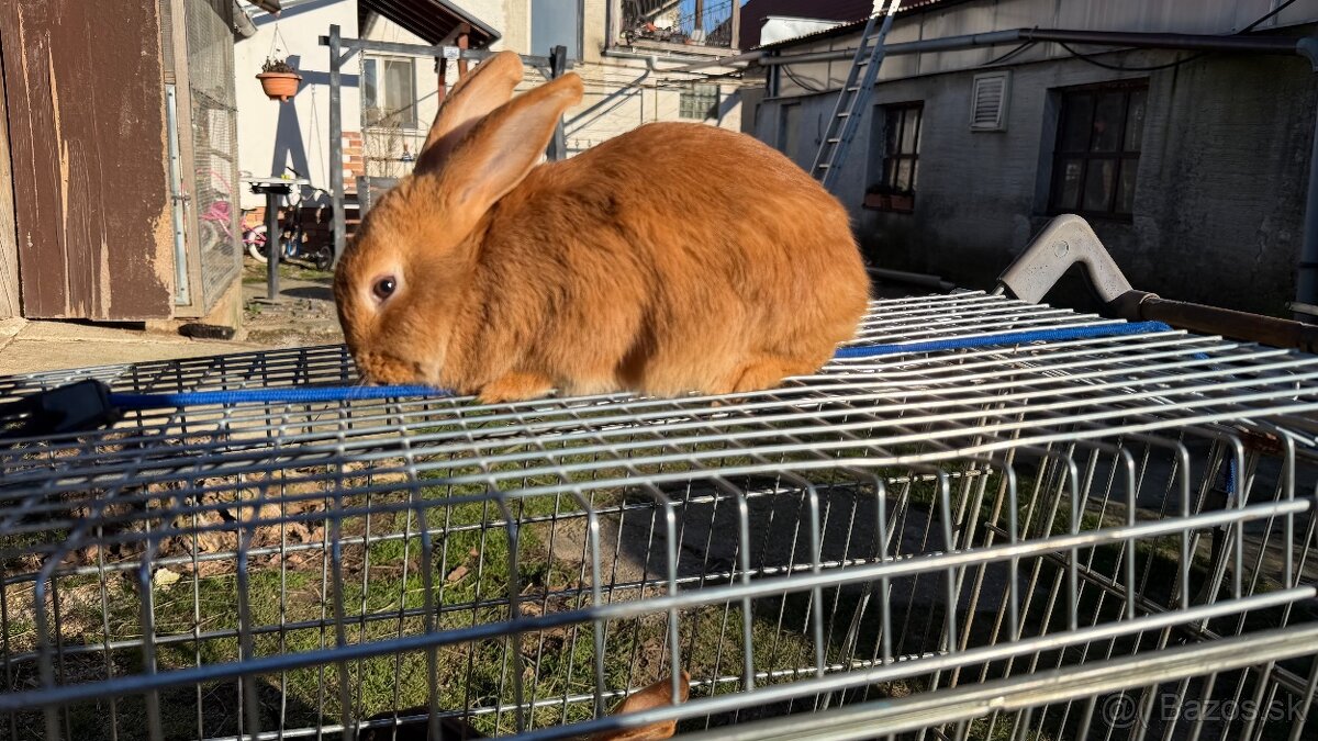 Burgundský králik - 3