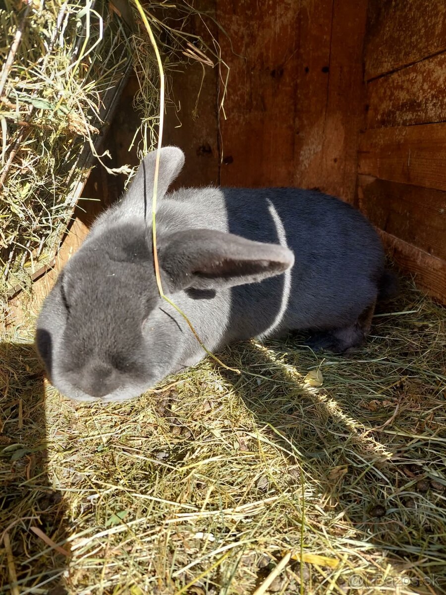 Viedenský modry králik - 3