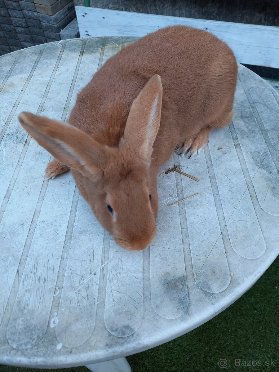 Burgundsky kralik - 3