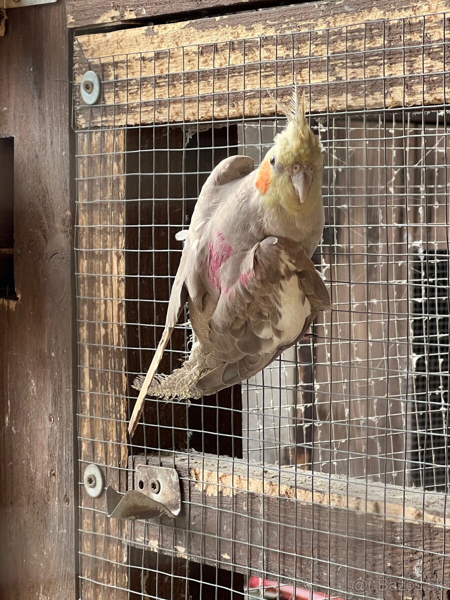 Korela - posledná minuloročná - 3