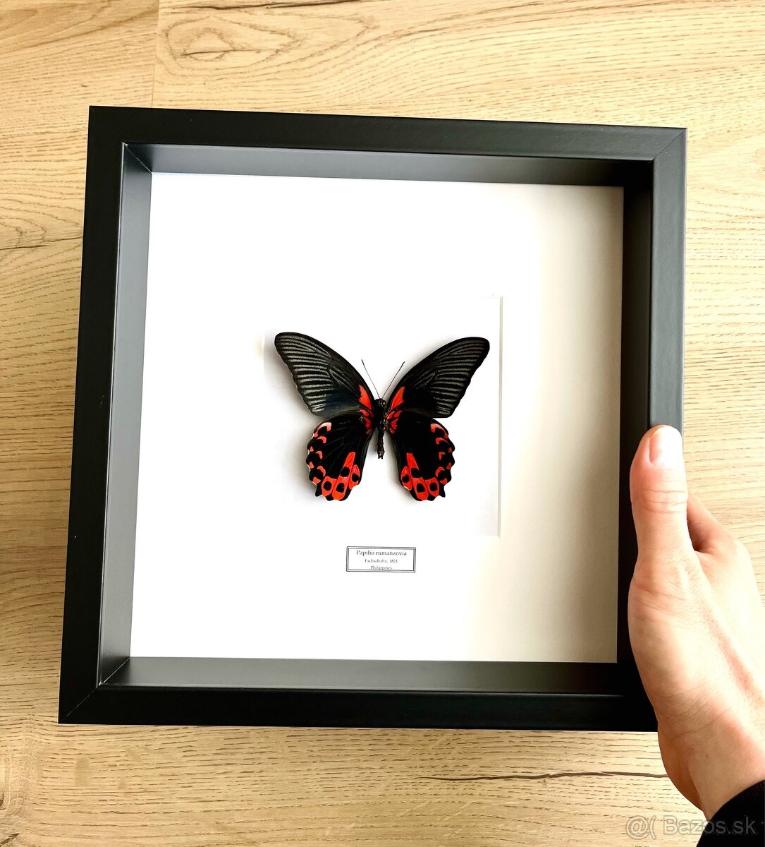 Motýľ Papilio rumanzovia v ráme - 3