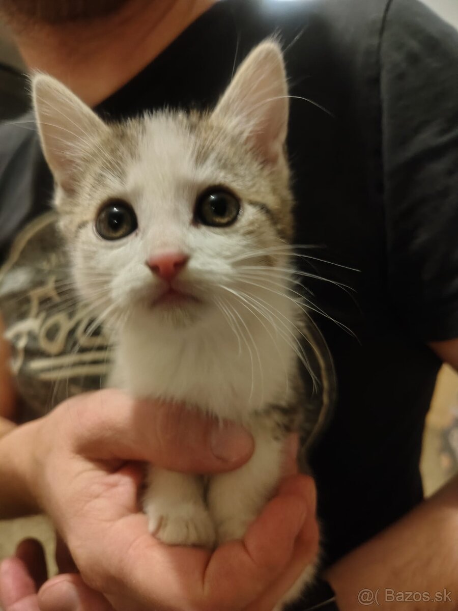 Darujem Mačiatko - 3