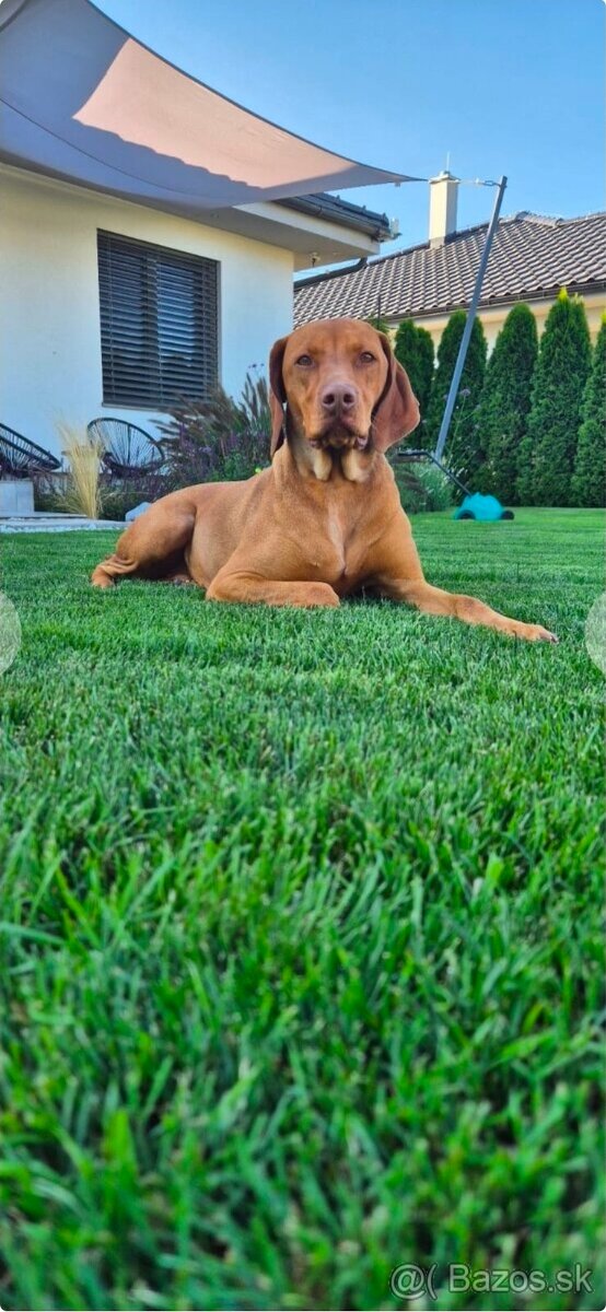 Maďarská vyžla šteniatko - 3