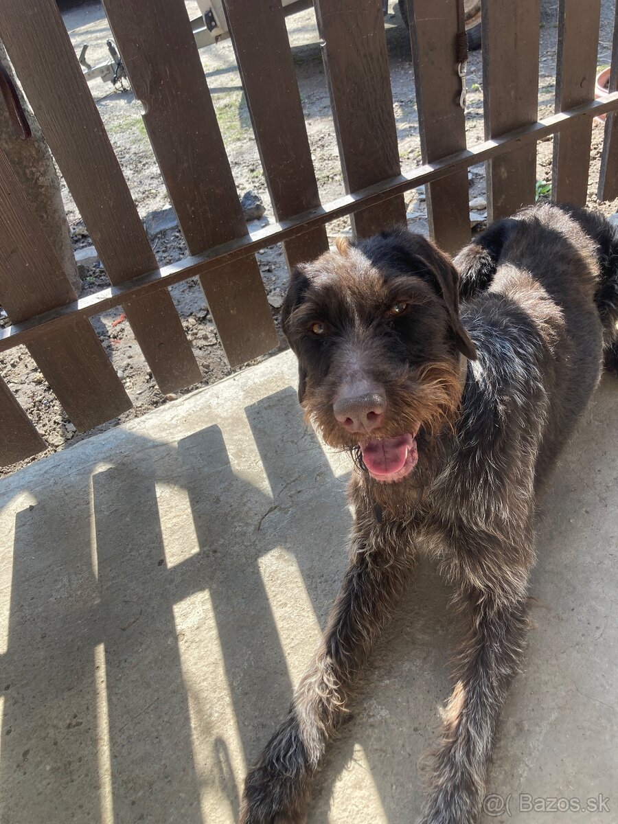 Predám nemeckého drotosrsteho stavača - 3