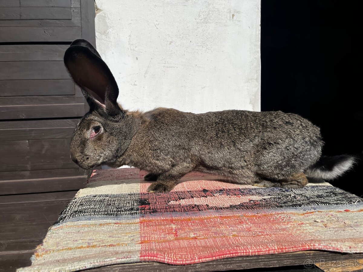 Belgický obor- 2. Samička - 3