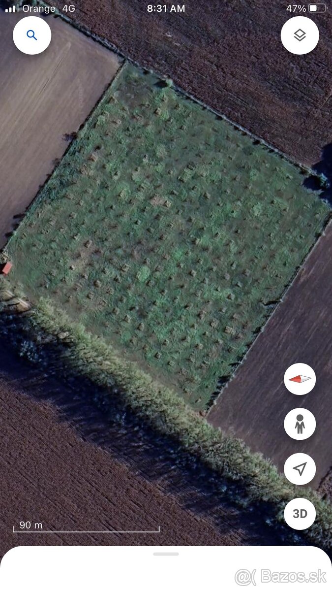 Ponúkam na predaj orechový sad v obci Okoč. - 3