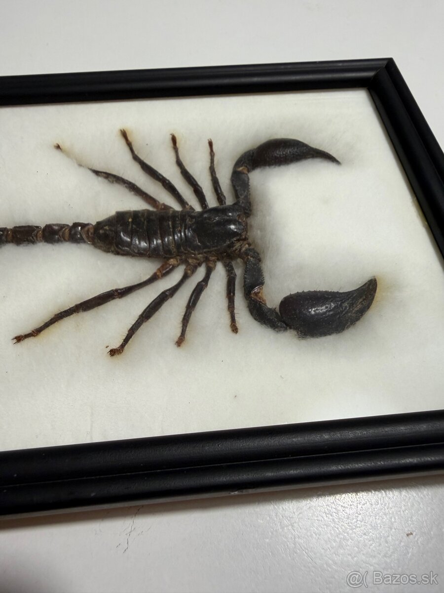 Predam vypreparovaneho škorpiona - 3
