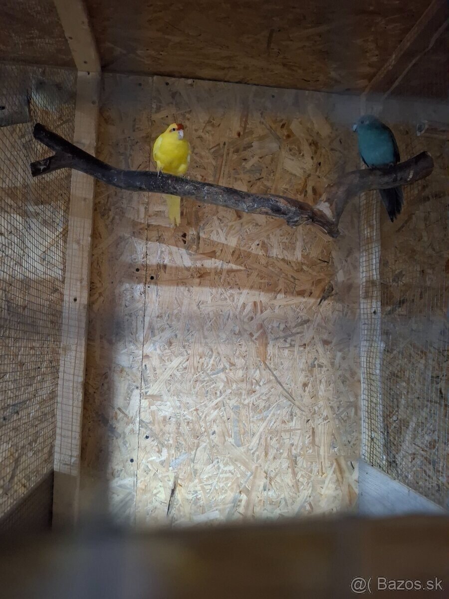 Kakariky 2+2 chovne pari - 3