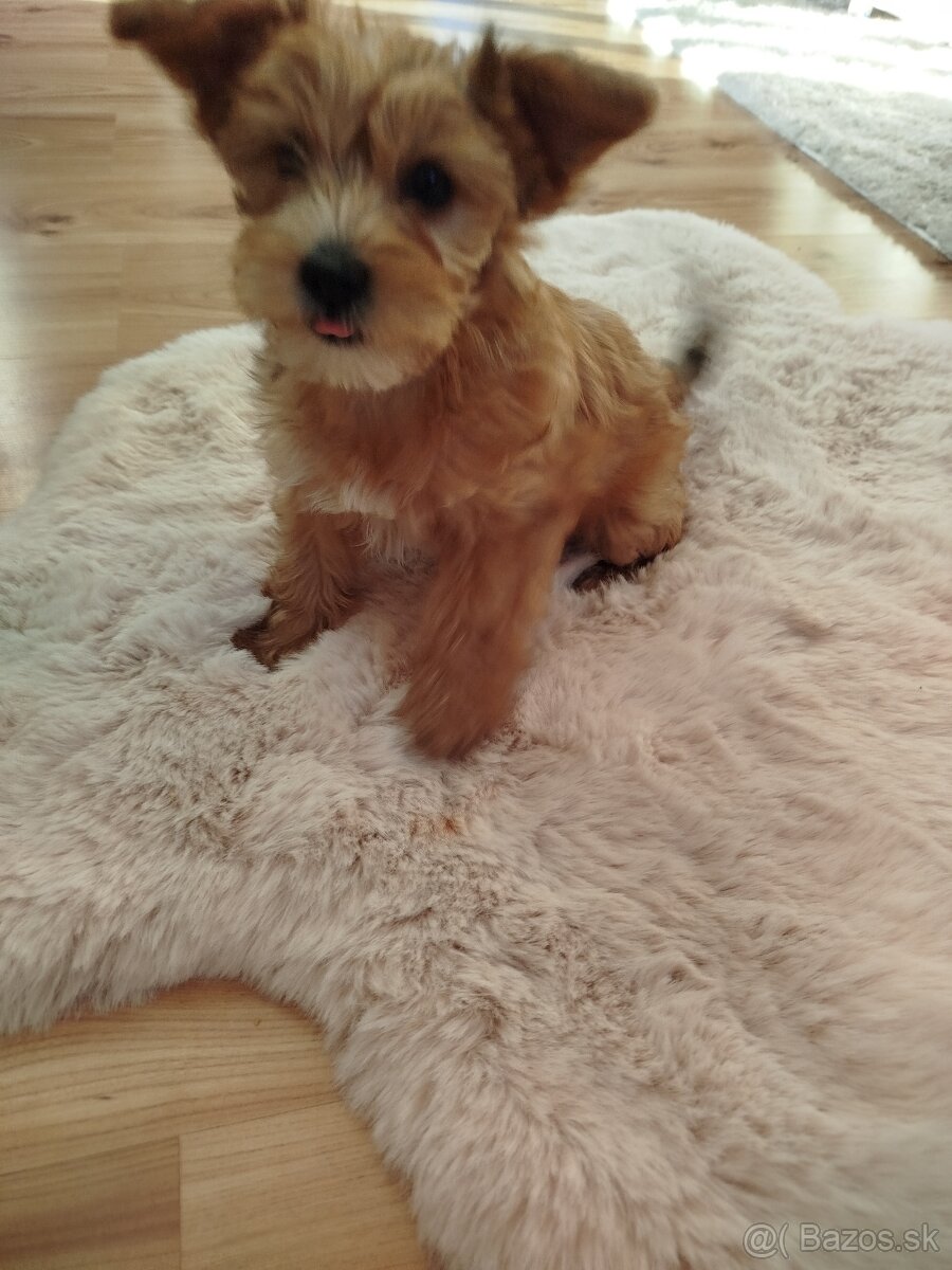 Predám Yorkshire teriér zlatý (gold) - 3